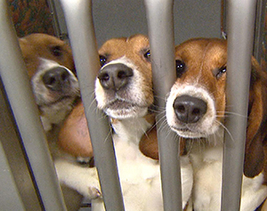 Slaughtered: Trinity College experiments on 41 beagles