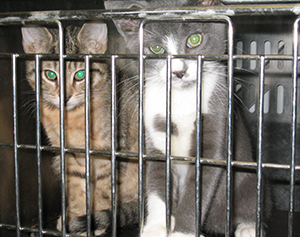 2015 Statistical Report for Animal Experiments