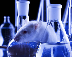 Inside the mouse house: animal testing in Irish labs