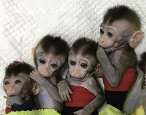 China gene-edits cloned monkeys to have mental illnesses