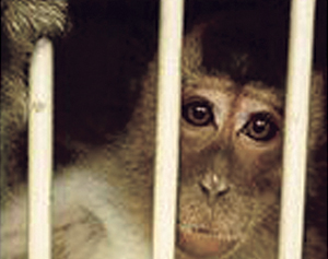 Monkeys destined for US labs die on board Wamos Air flight