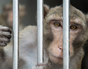 Ban Primate Experiments