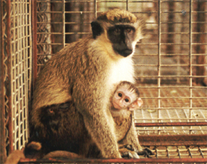 Air France To Stop Transporting Lab Primates