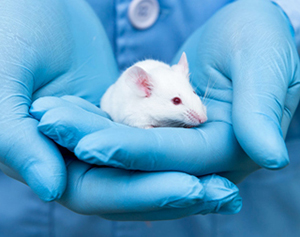 232,000 animals used in Irish lab experiments in 2012
