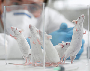 Irish celebs seeking to end testing on animals