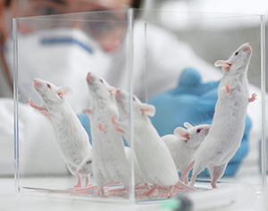 World Day For Animals In Laboratories Demo