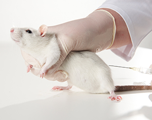 Irish Government breaching European law by withholding critical details of animal tests