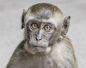 Application for brain research on primates rejected