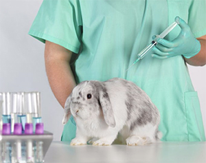 93,000 animals used in experiments last year