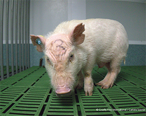 2022 Statistical Report for Animal Experiments