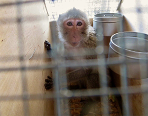Charles River’s plan for massive monkey prison