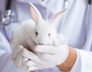 Rabbit Pyrogen Test to be deleted from Pharmacopoeia