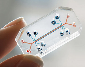 Accelerating Humane and Human-Relevant Science