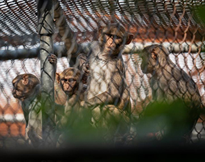 Netherlands Ends Funding for Monkey Experiments