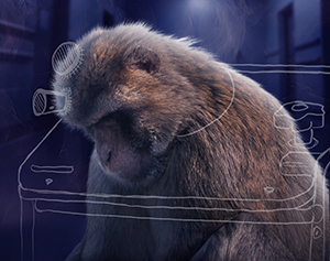 Stop Experiments on Monkeys in Germany