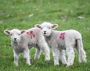Modernisation of EU On-Farm Animal Welfare Modernisation of EU On-Farm Animal Welfare
