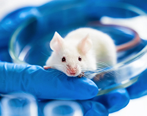  2024 Statistics for Animal Experiments in Ireland 