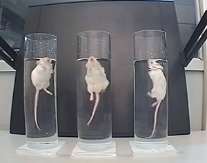 Say No! to Forced Swim Tests in Switzerland