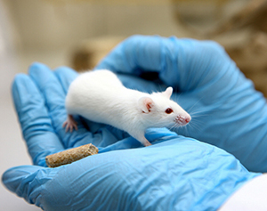 112,000 Animals used in Irish Lab Experiments last year