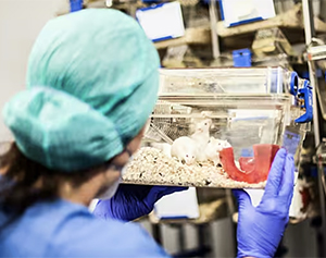 Dogs and Horses used in Irish Lab Experiments last year