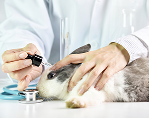 IAVS Calls for Phase-Out of Animal Testing