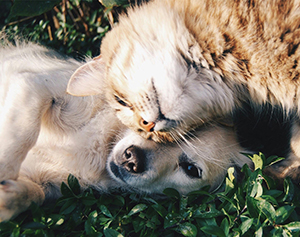 Ontario Bans Invasive Testing on Dogs and Cats Ontario Bans Invasive Testing on Dogs and Cats