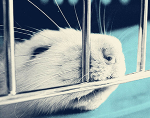 Irish Universities Fund Animal Experiments Abroad Irish Universities Fund Animal Experiments Abroad